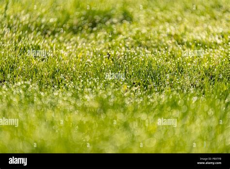 Garden Reflection Grass Mowed Hi Res Stock Photography And Images Alamy