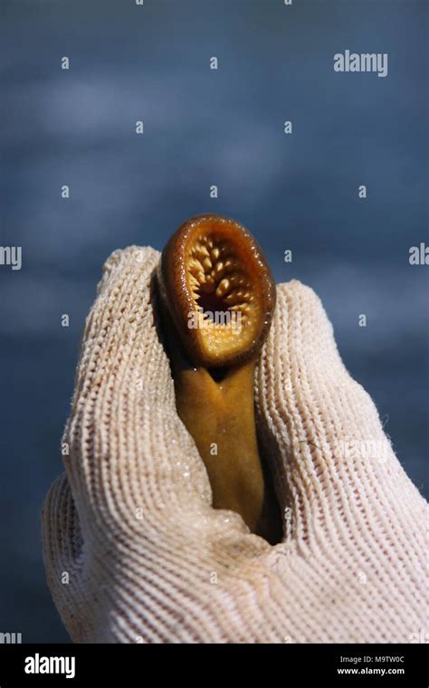 Lamprey Mouth Hi Res Stock Photography And Images Alamy