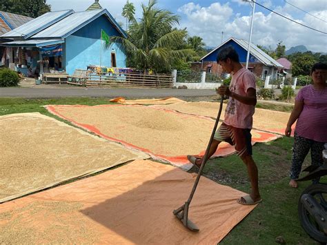 Kemarau Tak Pengaruhi Hasil Panen Padi Periode Iii