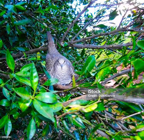 Bird Hatching Stock Photo - Download Image Now - Animal Nest, Bird, Bird's Nest - iStock