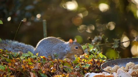 A Squirrel Eating Nuts Free Stock Video Footage, Royalty-Free 4K & HD ...