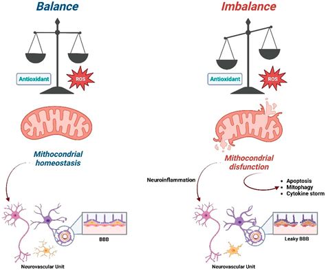 Ijms Free Full Text Mitochondria Targeted Antioxidants An