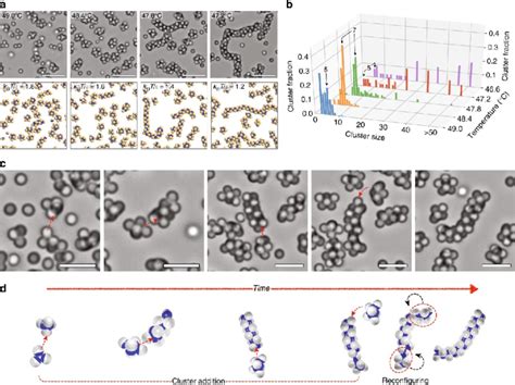 Self Assembly Of Janus Particles Into Clusters And Chains At A Patch