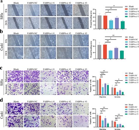 Knock Down Of Fabp Inhibits The Migration And Invasion Of Cervical