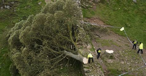 Sycamore Gap Boy 16 Released On Bail After Being Arrested Over Robin