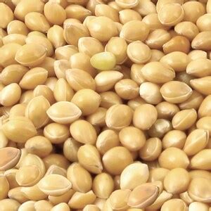 Millet Seed Multipack Choose 50/150/300, High Germination Rate, Ideal ...