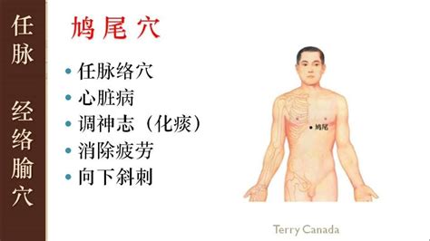 223 鸠尾穴 调神志 治心脏病 经络腧穴学 孟向文 天津中医药大学 Youtube