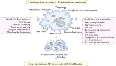 The Stimuli And Identification Of Cellular Senescence Cellular