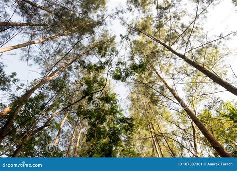 The High Forest In Nature Stock Image Image Of Light 107307361