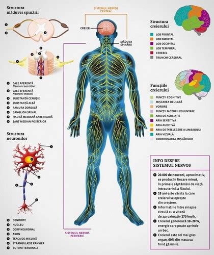 Sistemul Nervos