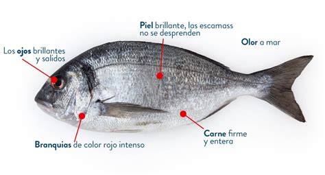 Y Tú ¿cómo Eres De Frescoa • Jomenjopeix