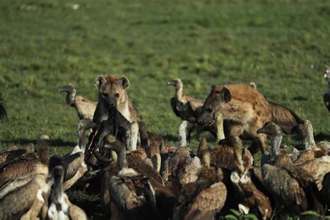 Fotos De Hienas Comendo A Presa Imagens De Hienas Comendo A Presa Sem