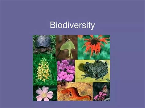 Ppt Biodiversity Powerpoint Presentation Free Download Id735848