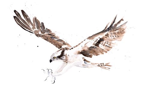 Osprey Painting Watercolour Painting Limited Edition Print Of My