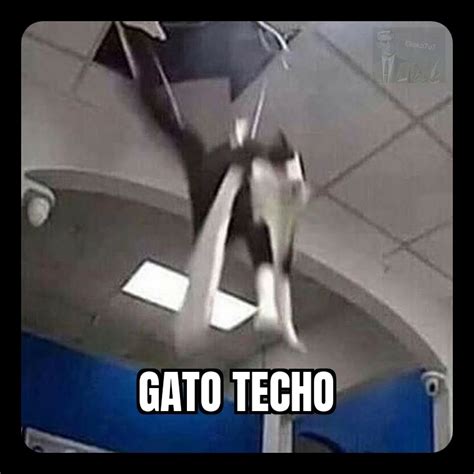 Gato Techo Meme Subido Por Elloko U Memedroid