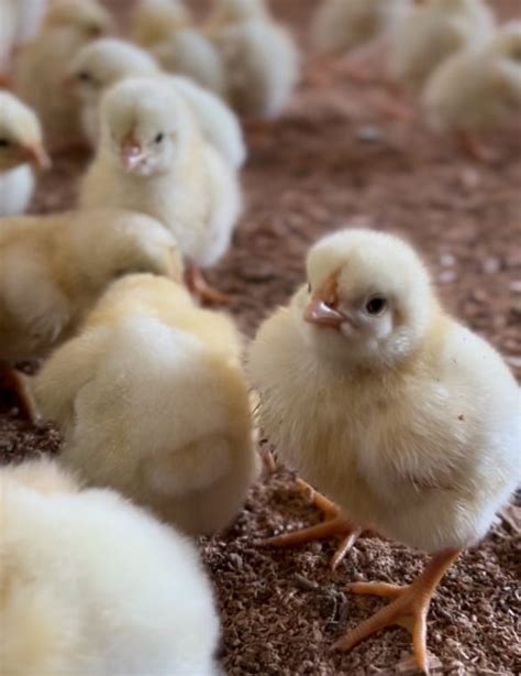 Live Baby Chicken