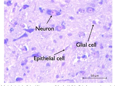 Neuroglial Cell Microscope