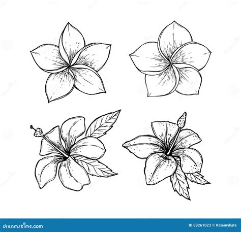 Hand Gezeichnete Vektorillustration Tropische Blumen Junge Erwachsene