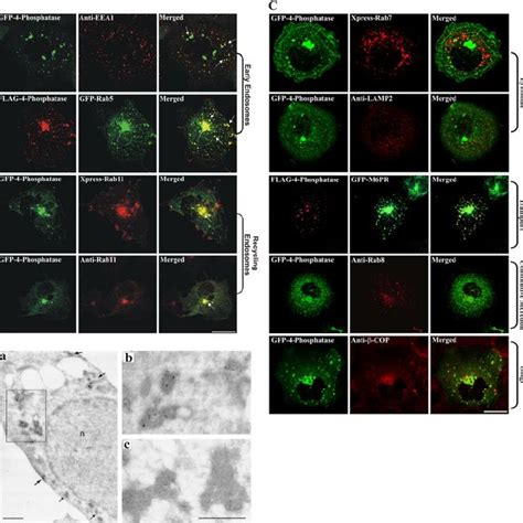 4 Phosphatase Colocalizes With Endosomes A COS 1 Cells Expressing