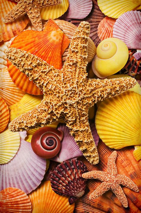 Starfish And Seashells Photograph By Garry Gay Fine Art America