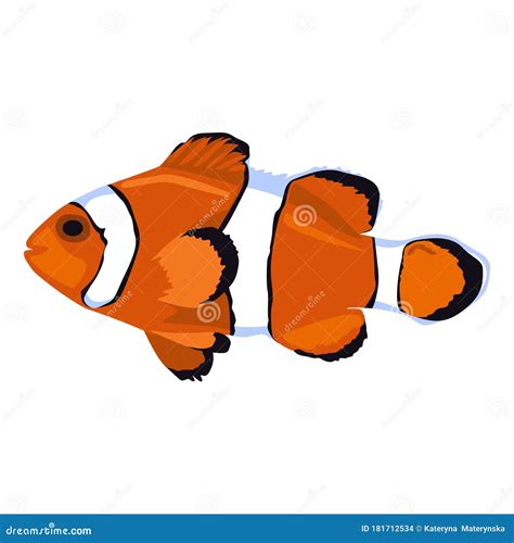 Vector Of Clownfish Platinum Maroon Fish Hand Drawn Black Outline