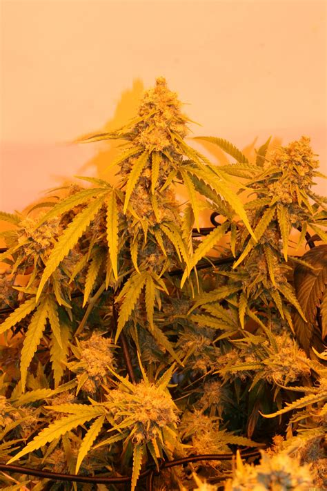 Galerie Des Vari T S Critical Kush Royal Queen Seeds Pic