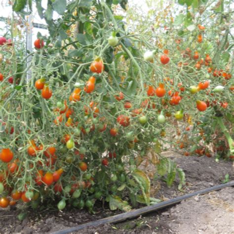 Saatgut Samen Von Der Tomate Red Cluster Pear