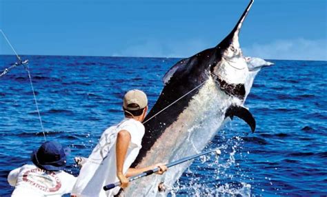 Regresa El Torneo Internacional De Pesca De Puerto Vallarta VallartaVive