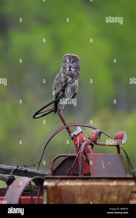 Great Grey Owl Strix Nebulosa Perched On The Steering Wheel Of An Old