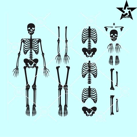 Skeleton Parts SVG Skeleton Parts Bundle SVG Human Skeleto Inspire