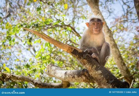 Monkey Sitting On A Tree Stock Photo Image Of Rain 147735332