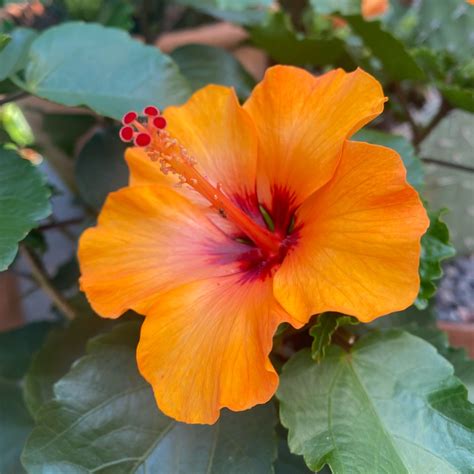 Hibiscus Rosa Sinensis Hawaiian Sunset Hibiscus Hawaiian Sunset In