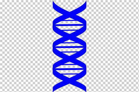 Dna Dna Png Klipartz