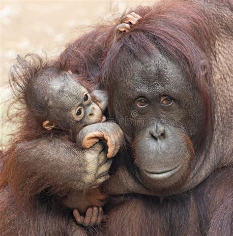 Orangutan mother with baby stock photo. Image of small - 116628390