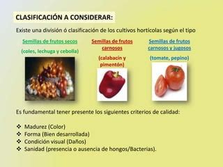 Ponencia Semillas Artesanal M Sc Dayana Arroyo Ppt Descarga Gratuita