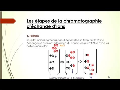 Principe Chromatographie Changeuse D Ions