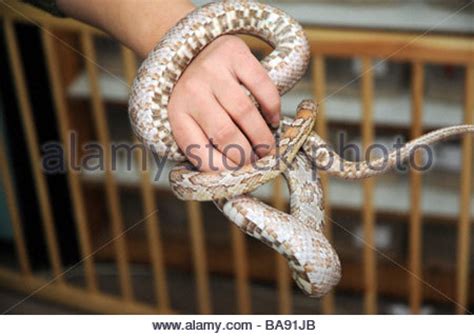 Corn Snake Pantherophis Guttatus Female With Recently Laid Eggs