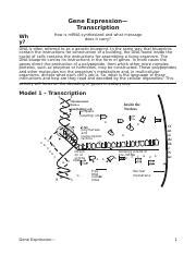 Transcription POGIL Docx Gene Expression Transcription How Is MRNA