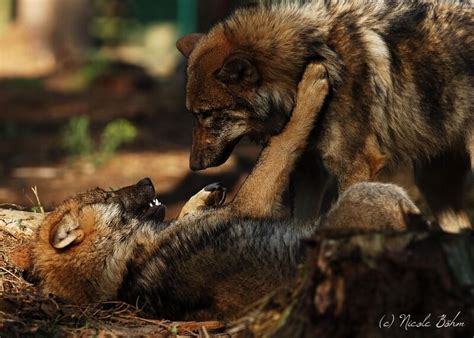 Wölfe Kurpfalz Park Wachenheim Der Große Wild Und Erlebnispark