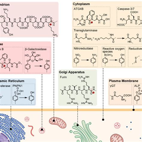 Selected Intrinsic Stimuli To Induce Intracellular Assembly And Their Download Scientific