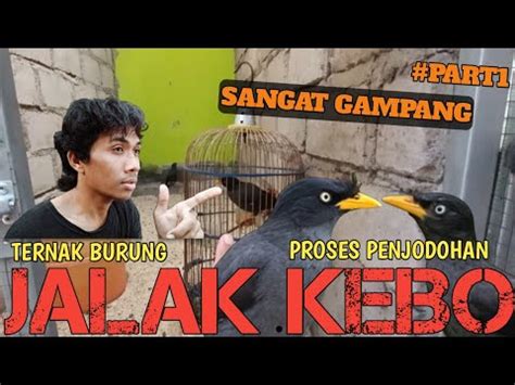 Cara Ternak Burung Jalak Kebo Sangat Gampang Langsung Jodoh Youtube