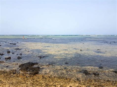 L Le De Sal Promenade Guid E Avec Les Requins Citron Guide