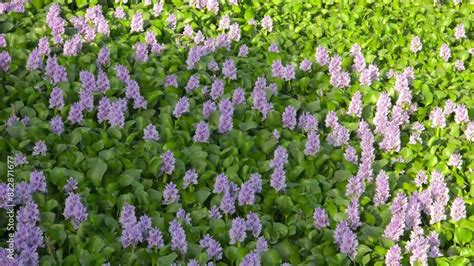 Pontederia Crassipes Formerly Eichhornia Crassipes Commonly Known As