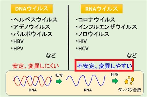 ウイルスの突然変異 高橋医院