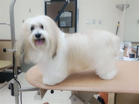 How To Groom A Havanese Terrier