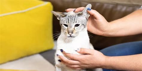 How Do Cats Know What To Clean Poultry Care Sunday