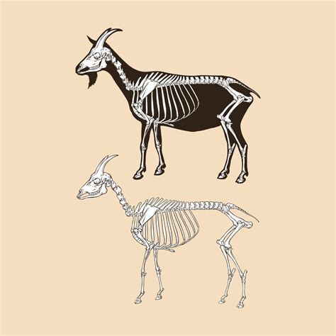 Skeleton Goat Vector Illustration Vector Art At Vecteezy