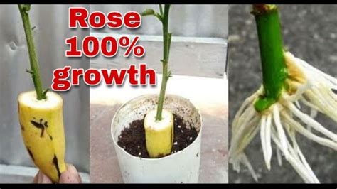 How To Grow Rose From Cuttings In Banana How To Grow Lemon How To