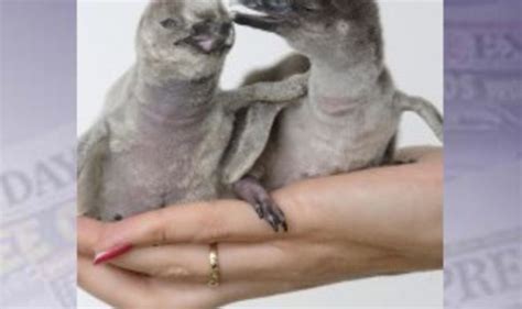 Gay Penguins Raise Abandoned Chick World News Express Co Uk