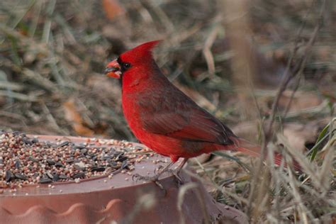 Cardinal Red Bird - Free photo on Pixabay - Pixabay